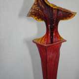 Sarracenia flava rubricorpora 'Claret'